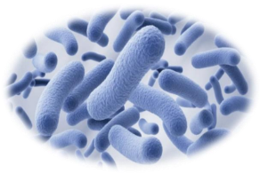 Lactobacillus plantarum